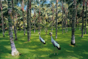 Tenerife: Ingresso para o Loro Parque