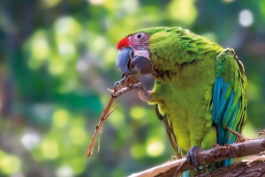 Tenerife: Ingresso para o Loro Parque