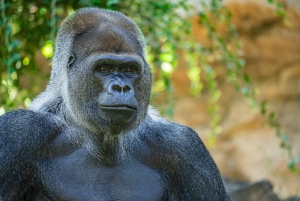 Tenerife: Ingresso para o Loro Parque