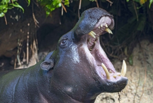 Tenerife: Ingresso para o Loro Parque