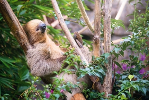 Tenerife: Ingresso para o Loro Parque