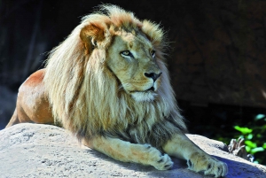 Tenerife: Ingresso para o Loro Parque