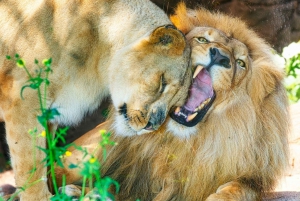 Tenerife: Ingresso para o Loro Parque