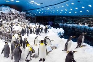 Tenerife: Ingresso para o Loro Parque