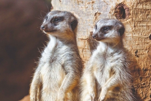 Tenerife: Ingresso para o Loro Parque