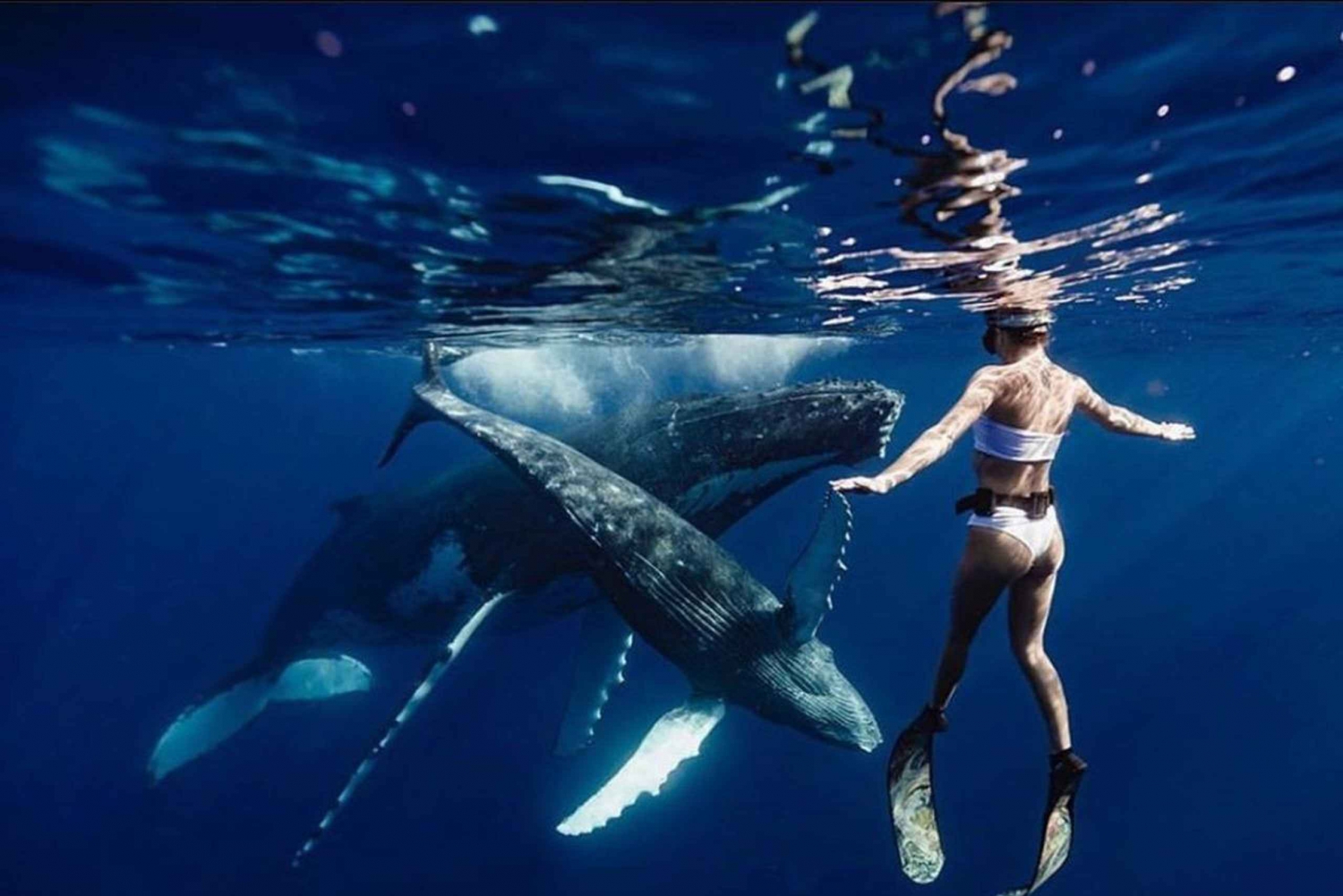 Zeil over de Canarische Eilanden: Natuur, cultuur en culinaire hoogstandjes