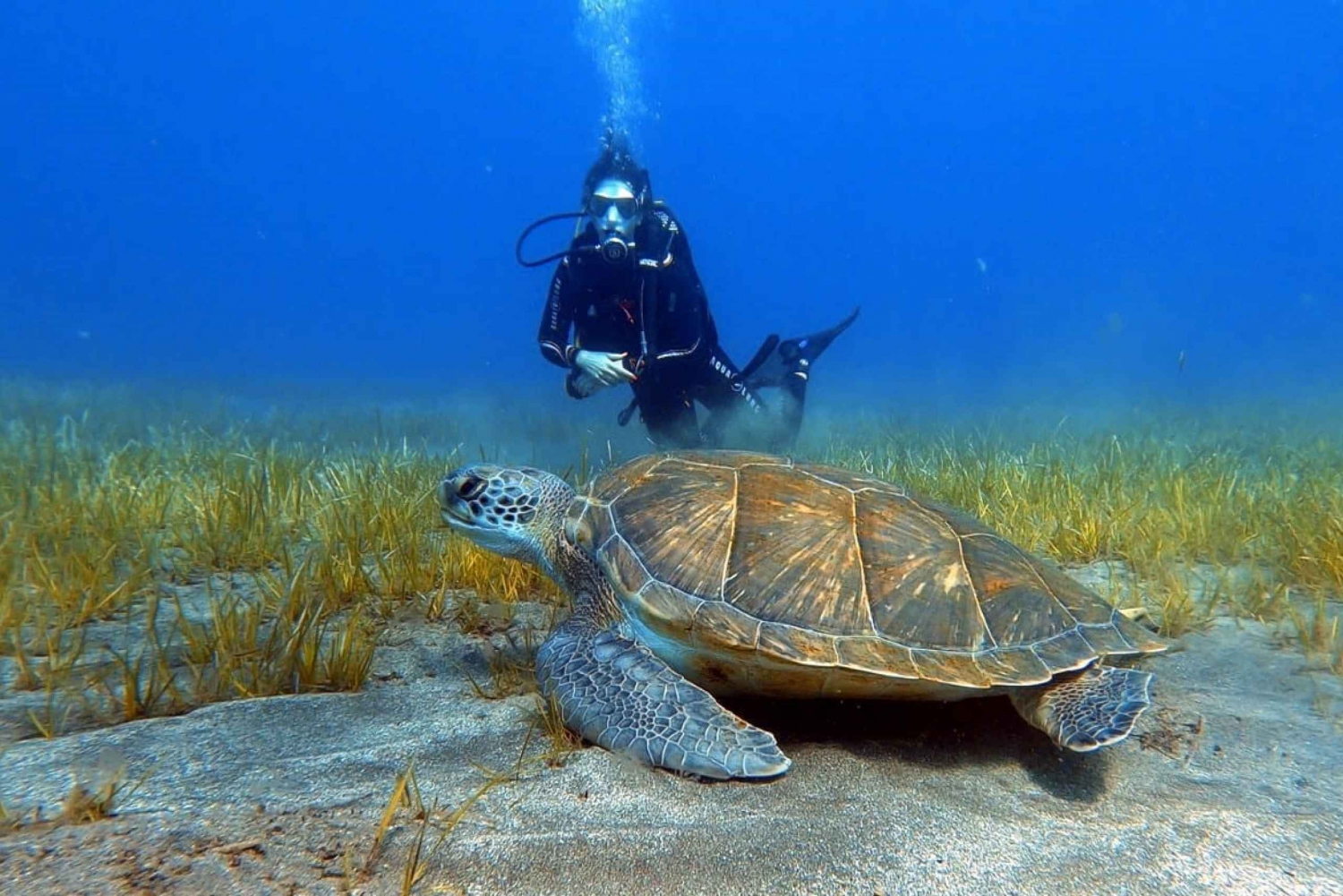 Teneriffa: Tauchkurs und Tauchgang im Abades-Schutzgebiet