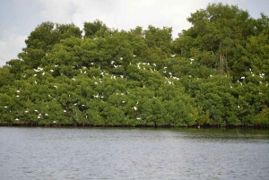 Port of Spain: Caroni Bird Sanctuary by Boat