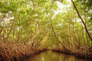 Port of Spain: Caroni Bird Sanctuary by Boat