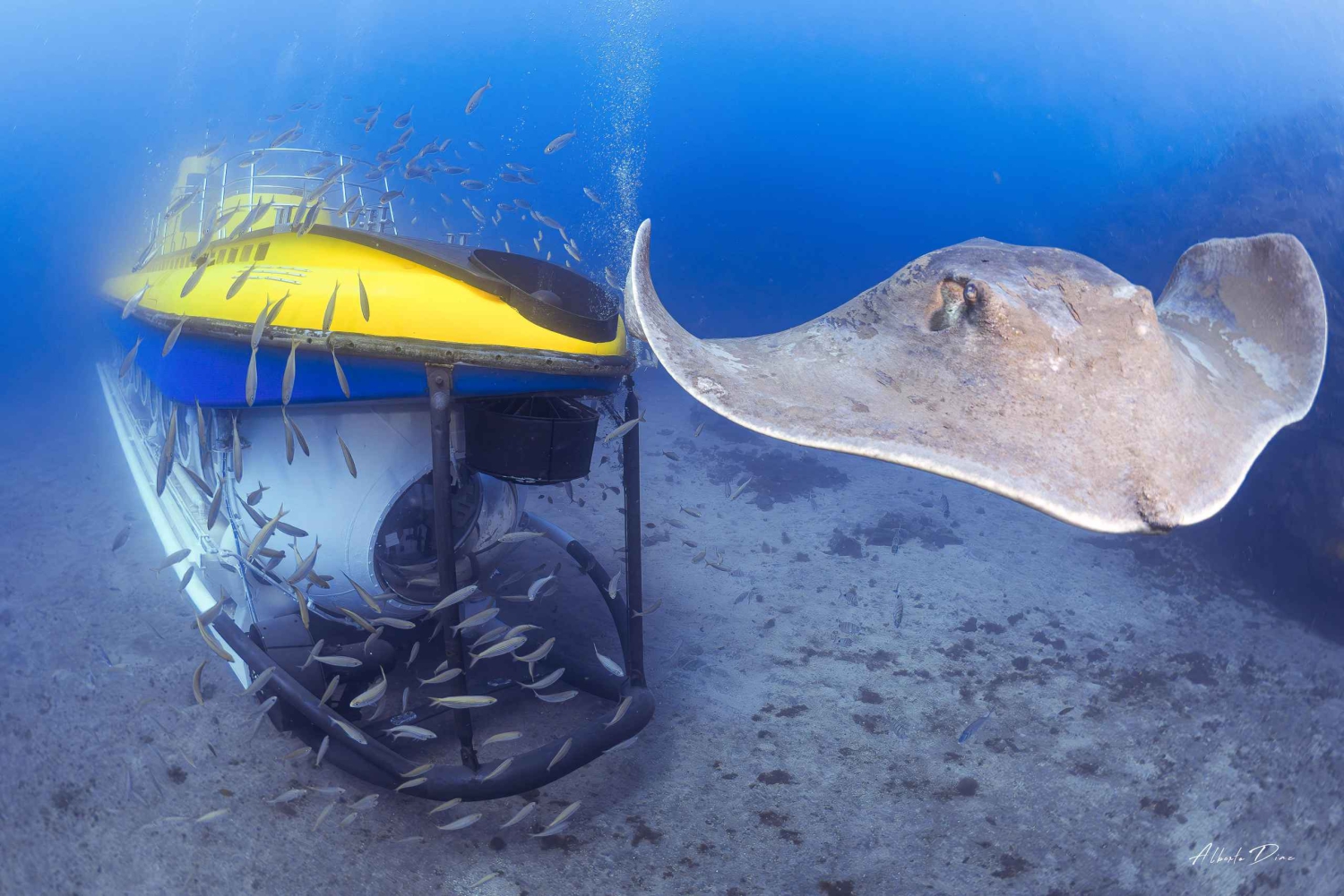Southern Tenerife: 50-Minute Submarine Dive