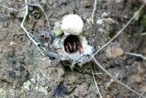 Tobago: Visita al Santuario de Aves de la Pequeña Tobago y tour en barco