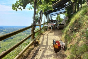 Prosecco-Hügel: Tagestour ab Venedig & Treviso, 2 Weingüter