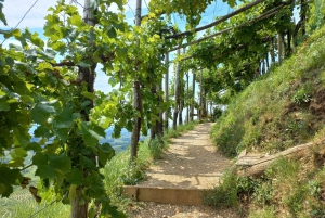 Prosecco-Hügel: Tagestour ab Venedig & Treviso, 2 Weingüter