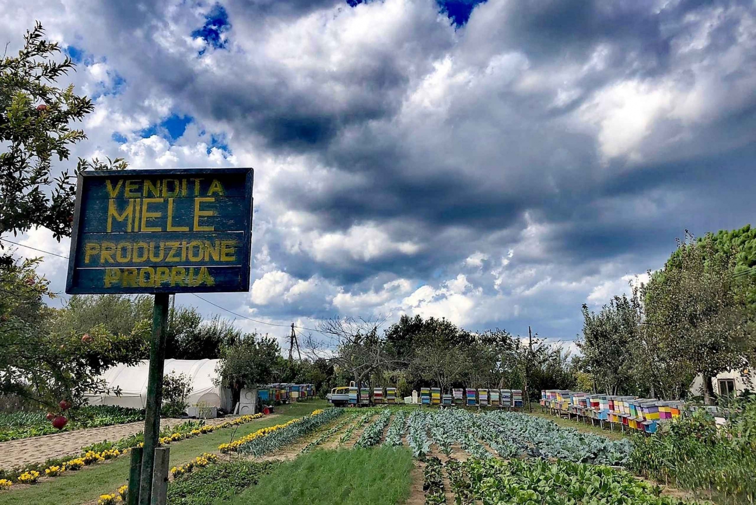 Venedig: Cykeltur Honey & artichockes på øen Sant'Erasmo