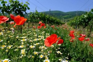 Vienna: Full-Day Vienna Woods Wine Tasting Tour