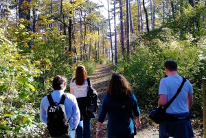 Vienna: Full-Day Vienna Woods Wine Tasting Tour