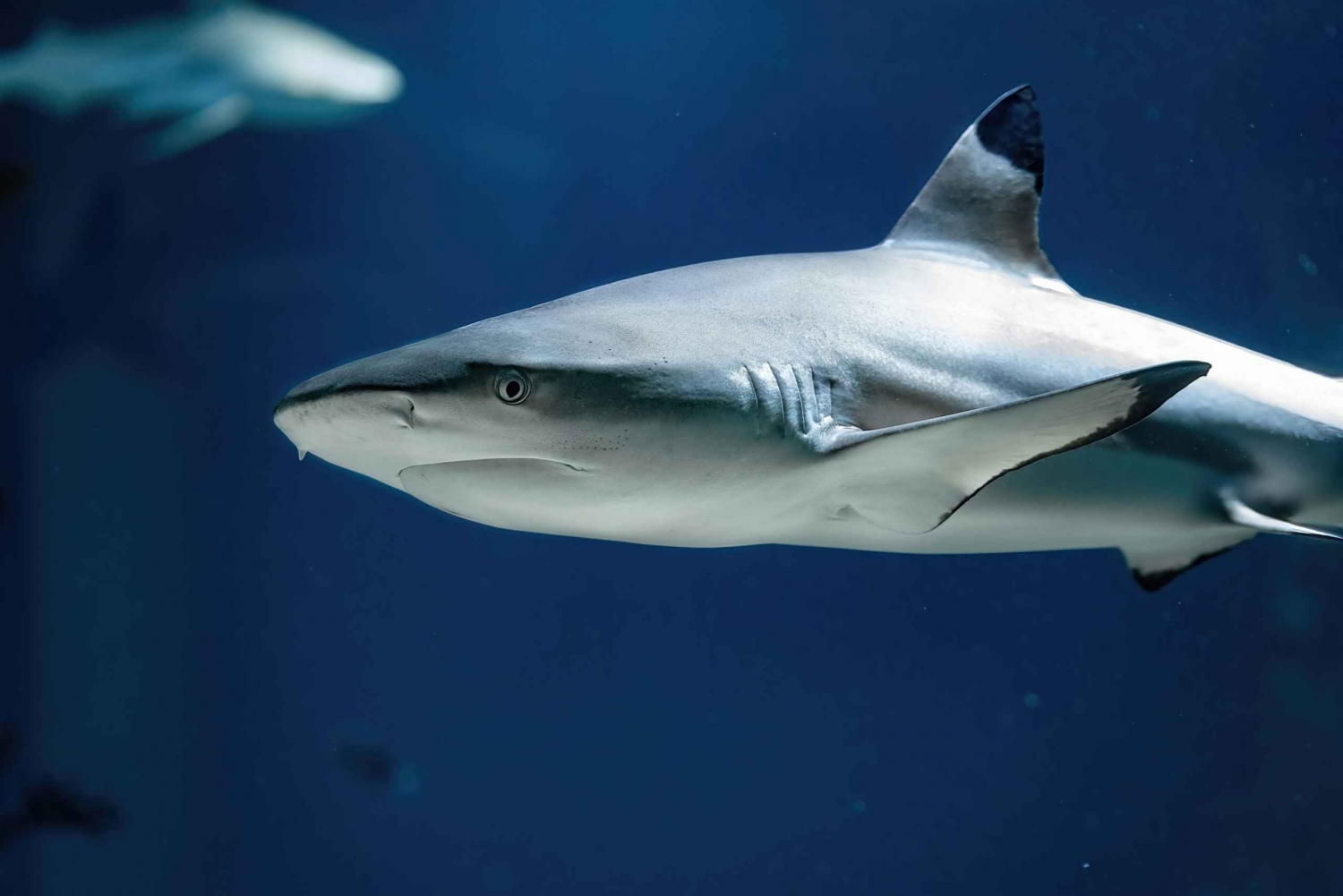 Wenen: Haus des Meeres Toegangsbewijs