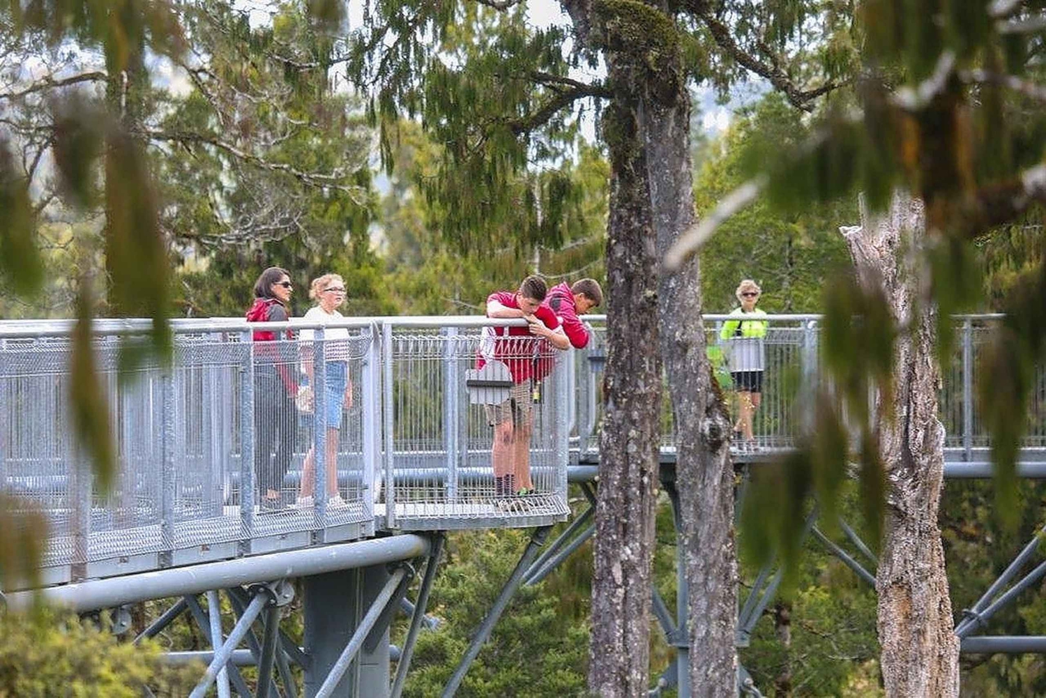 Hokitika: West Coast Treetop Walkway Entrance Ticket