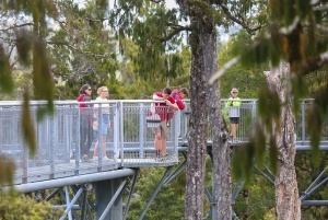 Hokitika: West Coast Treetop Walkway Entrance Ticket