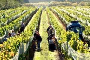 Martinborough Winery Tour