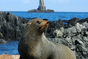 Wellington: Half Day Seal Coast Safari