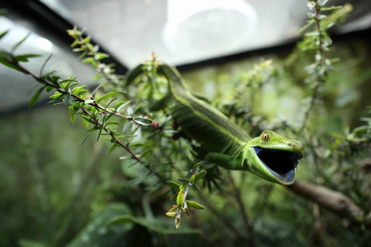 Wellington Zoo General Entry Tickets