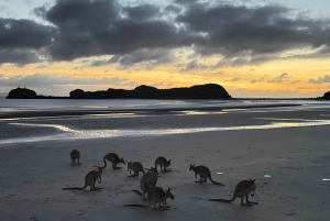 Airlie Beach: økologisk frokosttur med kenguruer og gjeterhunder ved soloppgang