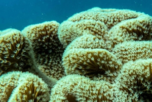 Airlie Beach: Glasboden-Bootstour