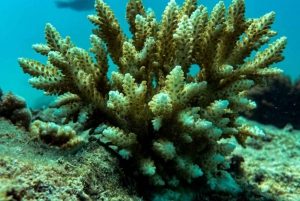 Airlie Beach: Glasboden-Bootstour