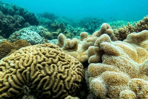 Airlie Beach: Glasboden-Bootstour