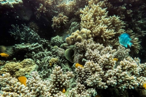 Airlie Beach: Glasboden-Bootstour