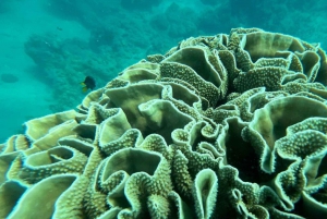 Airlie Beach: Glasboden-Bootstour