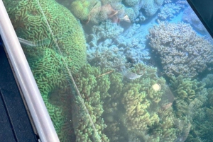 Airlie Beach: Glasboden-Bootstour