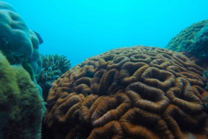 Airlie Beach: Glasboden-Bootstour