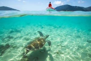 Airlie Beach: Whitehaven Full-Day Eco-Cruise with Lunch