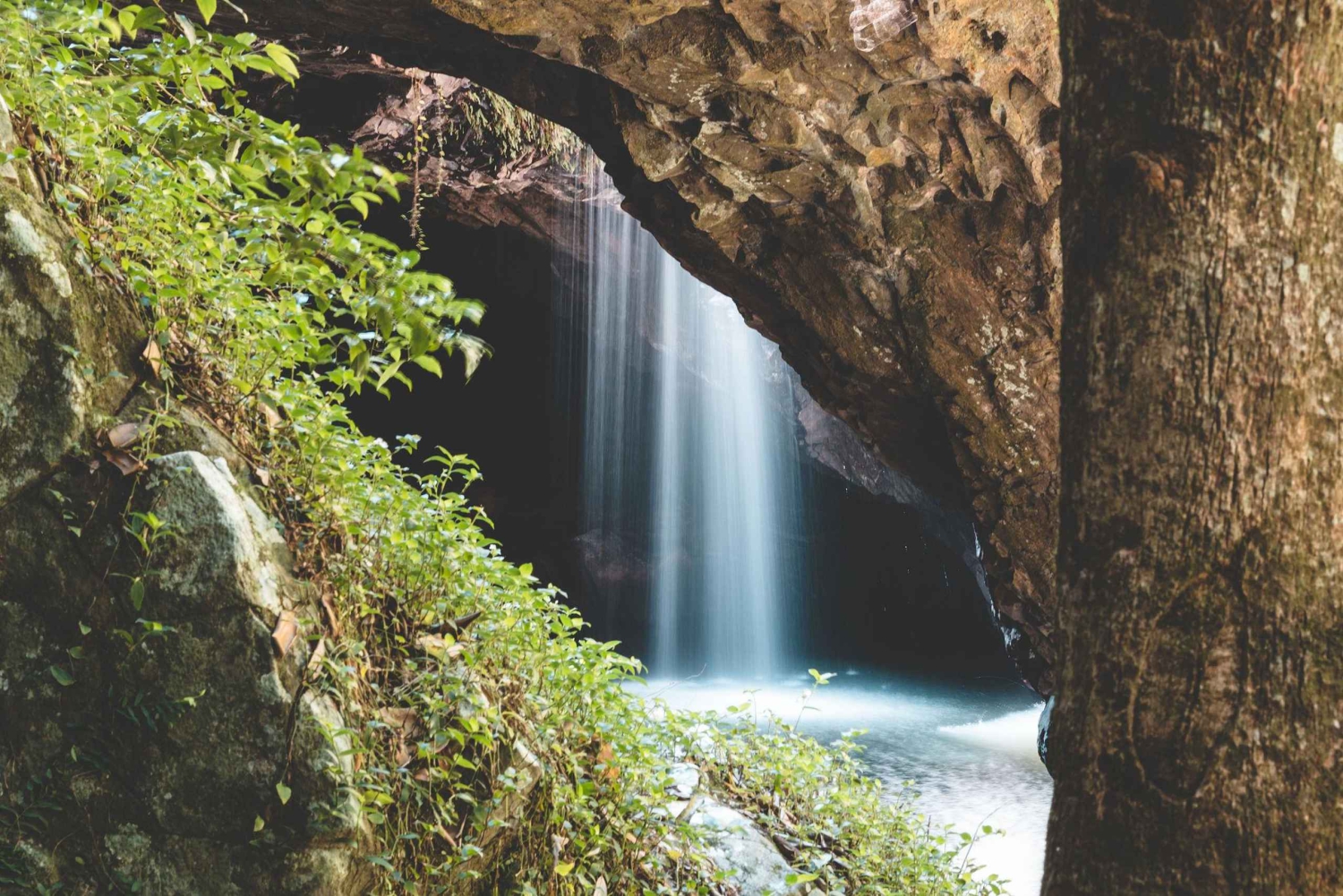 Brisbane : excursion dans la forêt tropicale, les cascades et la grotte des vers luisants