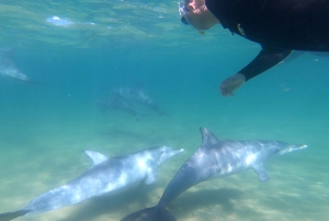 Bunbury: Schwimmen mit Delfinen Tour