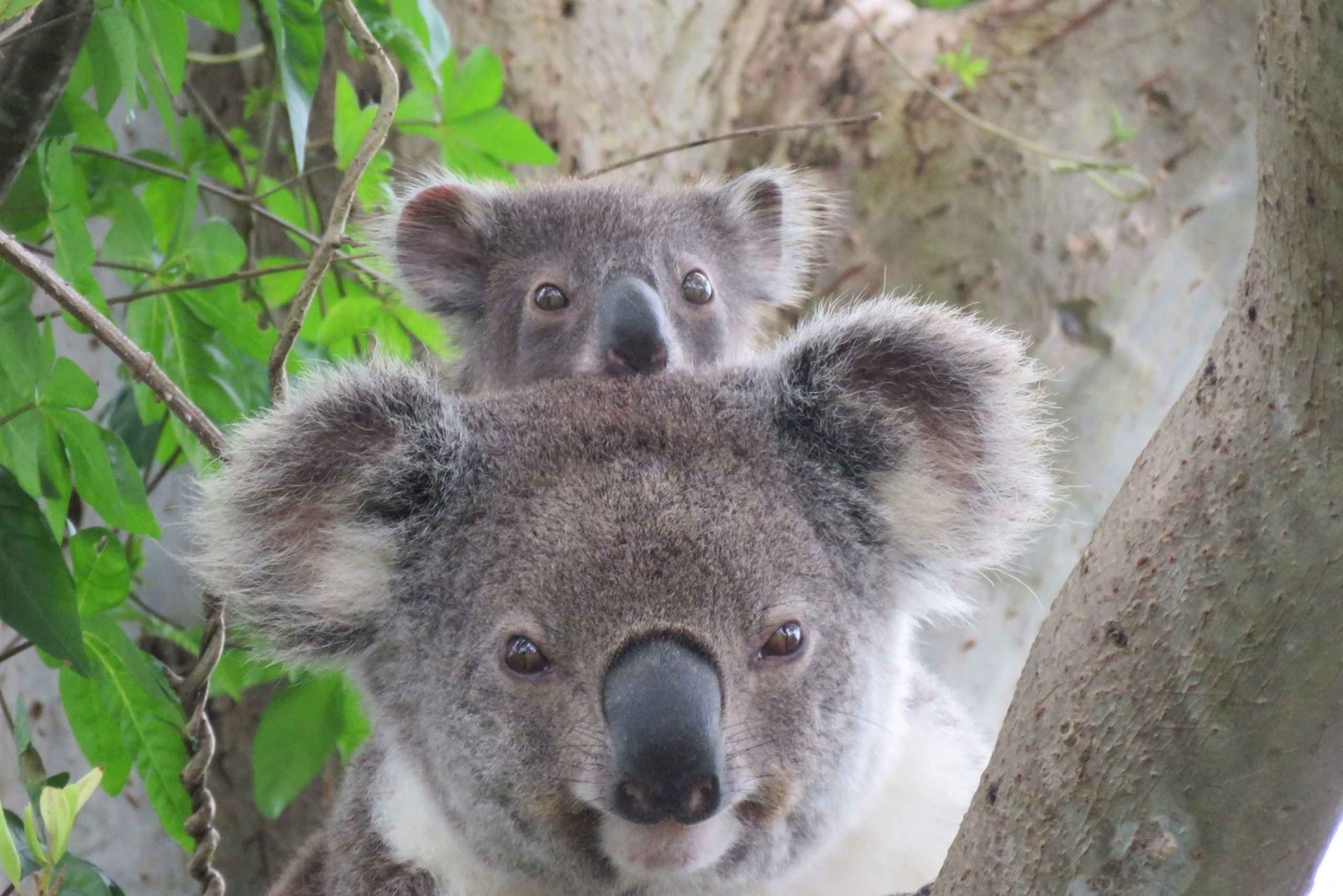 Byron Bay: Byron Byron: Kokopäivän villieläinsafari