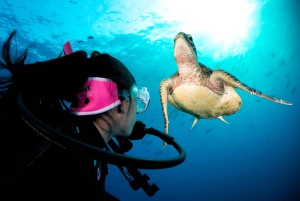 Cairns: Pro Dive Great Barrier Reef 3 dages/2 nætters dykkertur
