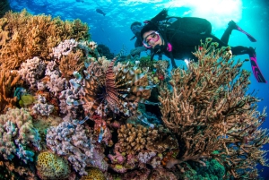 Cairns: Pro Dive Great Barrier Reef 3 dages/2 nætters dykkertur