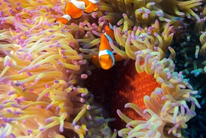 Cairns: Pro Dive Great Barrier Reef 3 dages/2 nætters dykkertur