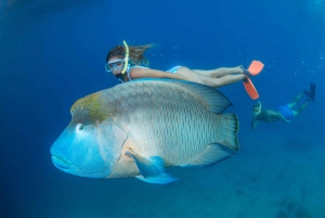 Cairns: Crociera sulla Grande Barriera Corallina e 10 minuti in elicottero