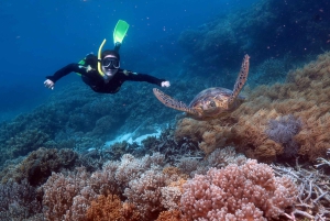 Cairns: Crociera sulla Grande Barriera Corallina e 10 minuti in elicottero