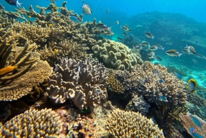 Cairns: Snorkeltur i små grupper til Great Barrier Reef