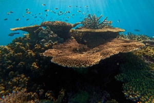 Cairns: Snorkeltur i små grupper til Great Barrier Reef