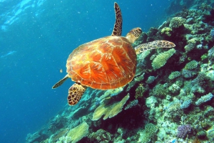 Cairns: Snorkeltur i små grupper til Great Barrier Reef