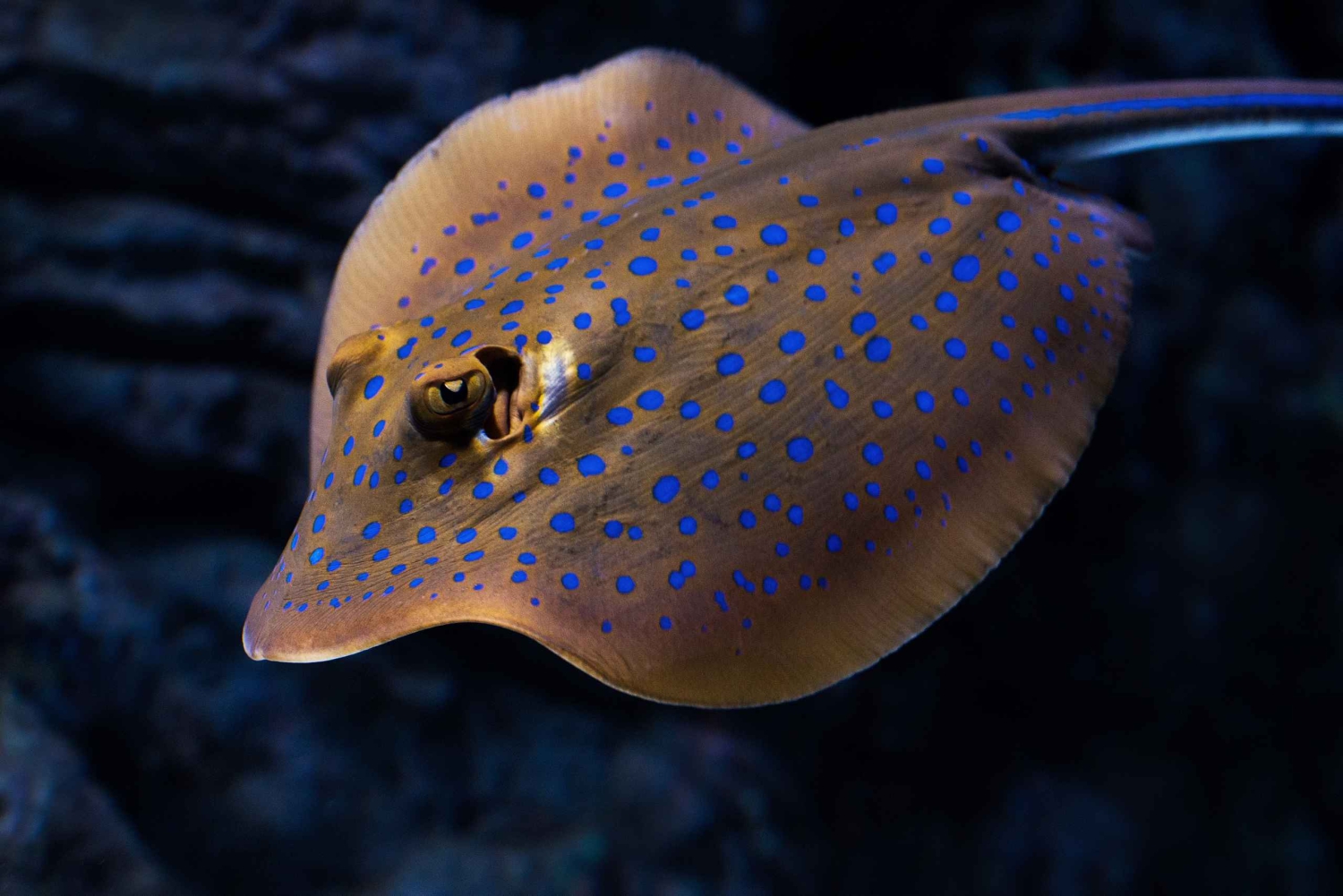 Cairns: Geführte Dämmerungstour durch das Aquarium