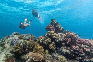 Cairns: Premium Snorkelling and Diving GBR Day Trip