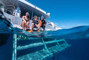 Cairns: Premium Snorkelling and Diving GBR Day Trip