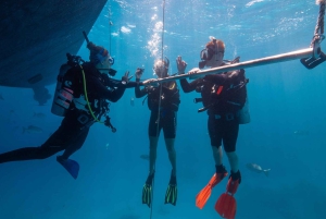 Cairns: Premium Snorkelling and Diving GBR Day Trip